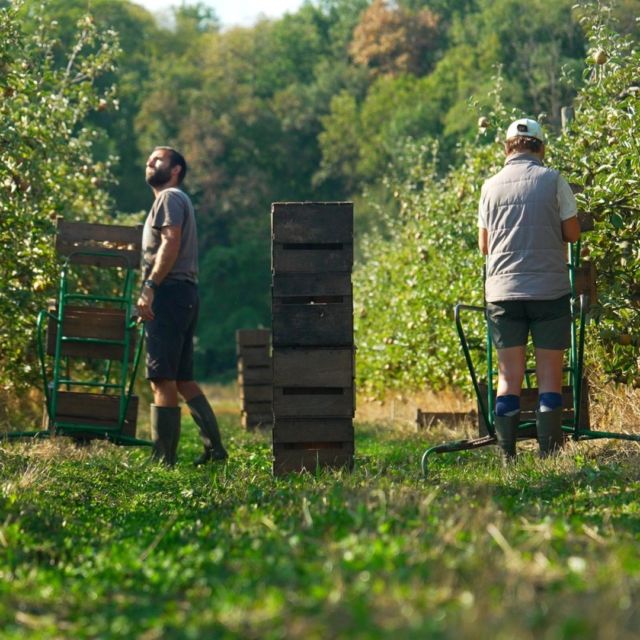 Arboriculture en Val d'Essone 🍅

#arboriculture #pomme 

@essonnetourisme