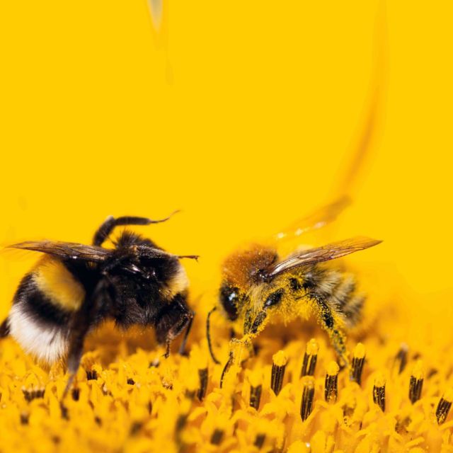 Rencontre ensoleillée 😉 🌟 🐝

#abeille #biodiversité #tournesol 

@agricultureduvivant