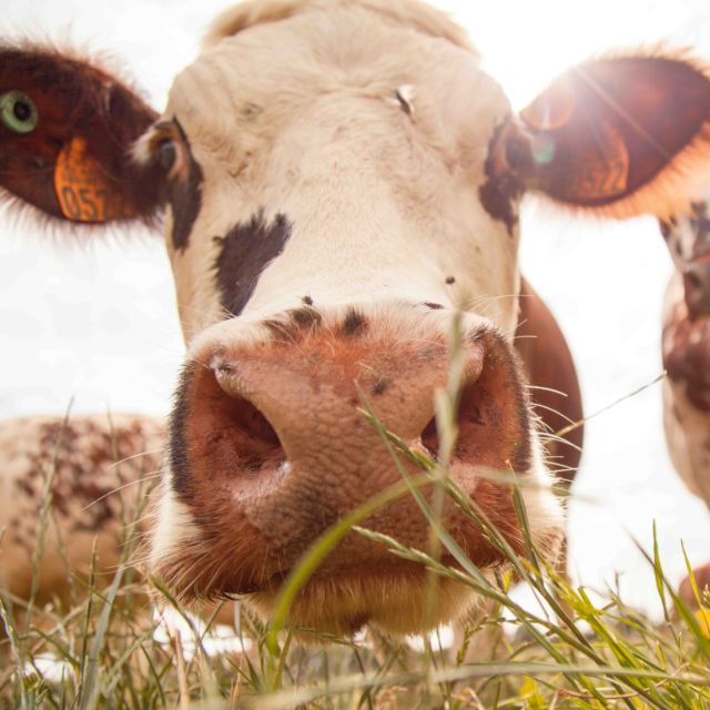 Vache vue du sol 🌱 Anthropocentrisme vs Biocentrisme 😉 

#vache #agriculture #champs