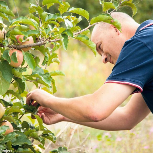 Arboriculteur auprès de ses pommes 🍅 @agricultureduvivant 

#agriculture #vivant #pomme