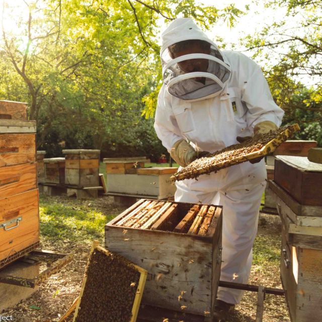 Apiculteur en action 

#miel #france #apiculture 

@lescompagnonsdumiel