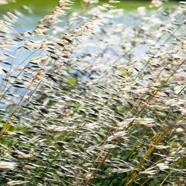 Bordure de champs rizières AOP Camargue

#riz #camargue #france #agriculture 

@jardinbio_etic