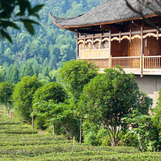 Jardin de thé bio & équitable dans le Hunan en Chine

#the #biologique #agriculture #china